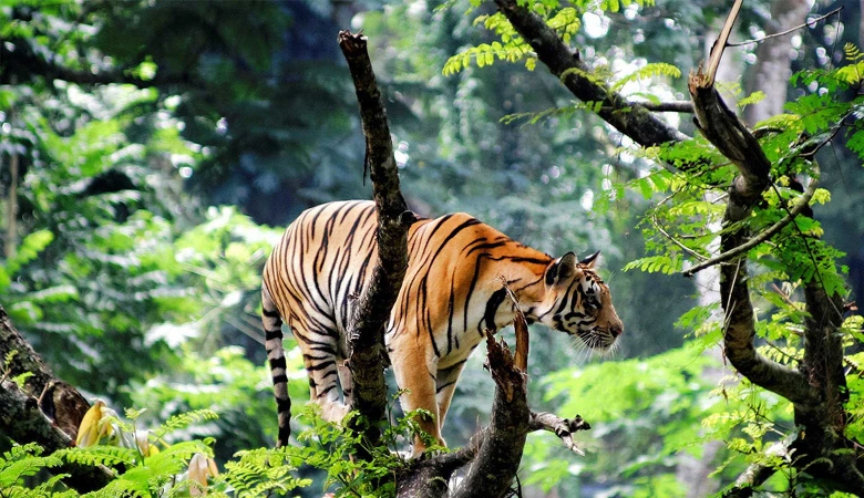 Whole Kerala Package